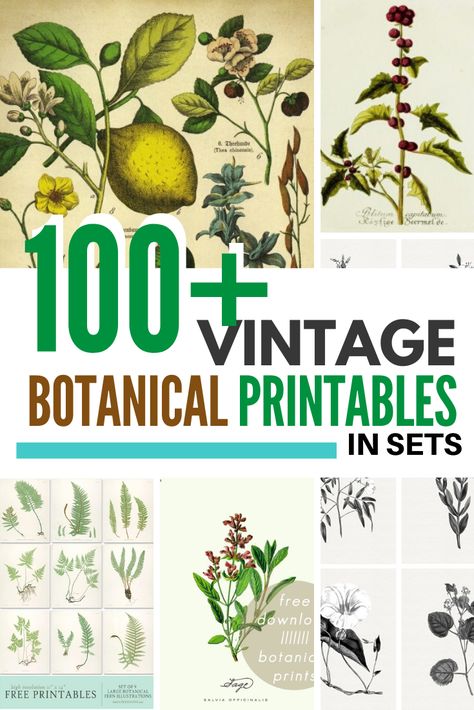 Free Printable Botanicals| Print your own wall decor! These beautiful vintage botanical prints fit perfectly with farmhouse or vintage style decor and are easy to download and print on your home printer. It's a quick and easy wall art solution! Choose from many amazing sets. #printables #wallart #botanicals #harbourbreezehome Botanical Prints Free, Botanical Printables, Farmhouse Prints, Farmhouse Printables, Simple Wall Art, Free Printable Art, Vintage Style Decorating, Botanical Art Prints, Vintage Botanical Prints