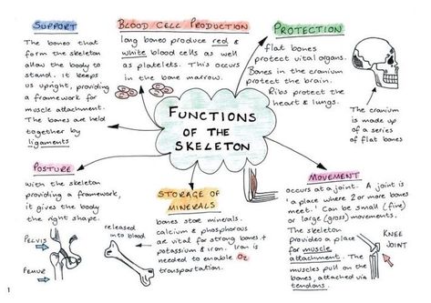 Functional Anatomy, Gcse Pe, The Skeleton, Classroom Displays, Anatomy And Physiology, Massage Therapy, Anatomy, Skeleton, Massage