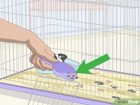 3 Ways to Clean a Guinea Pig's Fleece Bedding - wikiHow Guinea Pig Litter Box Ideas, How To Potty Train Guinea Pigs, Guinea Pig Enrichment, Guinea Pig Fleece Bedding Diy, Fleece Bedding, Guinea Pig Information, Guinea Pig Diy, Fleece Pillow, How To Clean Suede