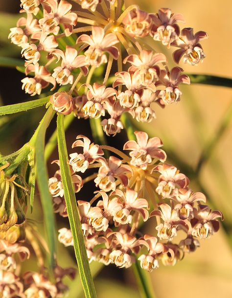 Narrowleaf Milkweed San Diego, Grapes, Fruit, Plants