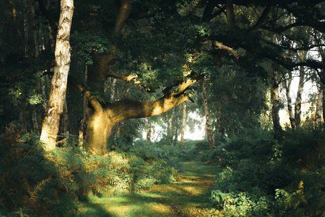 Ancient Tree, Nature Aesthetic, Pretty Places, Green Aesthetic, In The Woods, Mother Earth, Beautiful World, Pretty Pictures, Mother Nature