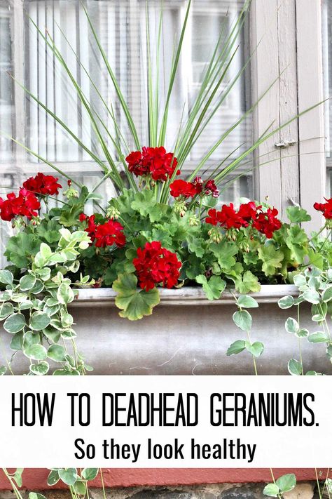 Deadheading Geraniums Geranium Planters, Blue Flowering Plants, Beautiful Planters, Geranium Care, Garden Rack, Pot Gardening, Summer Planter, Geranium Plant, Fall Container Gardens