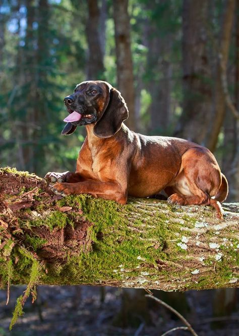 BAVARIAN MOUNTAIN HOUND: Outstanding tracking and trailing abilities that can be used in mountainous regions. They are the classic gamekeeper's companion in the mountains of Bavaria. Recognized by the United Kennel Club January 1, 1996. http://www.ukcdogs.com/ Bavarian Mountain Scent Hound, Bavarian Mountain Hound, Every Dog Breed, Blind Dog, Real Dog, Animal References, Pose References, Like Animals, Hound Dog