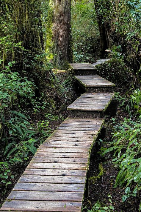 Trail to Schooner Cove (Tofino, Vancouver Island, BC) by Alex cr.c. Wooden Pathway, Wooden Path, Japanese Garden Landscape, Australian Native Garden, Concrete Walkway, Walkways Paths, Eco Hotel, Cabin Exterior, Dream Yard