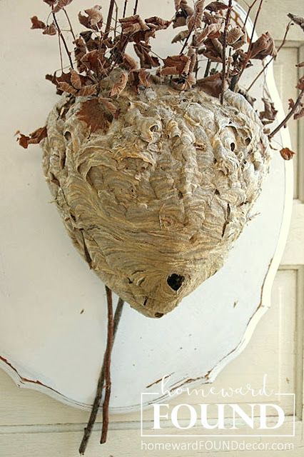 find out how this hornet's nest became wall art (and what it's hung on) at homewardFOUNDdecor.com Hornet Nest Decoration, Wasp Nest Art, Wall Art With Paint, Amy Gross, Art With Paint, Hornet Nest, Natural Surfaces, Sean Anderson, Nest Art