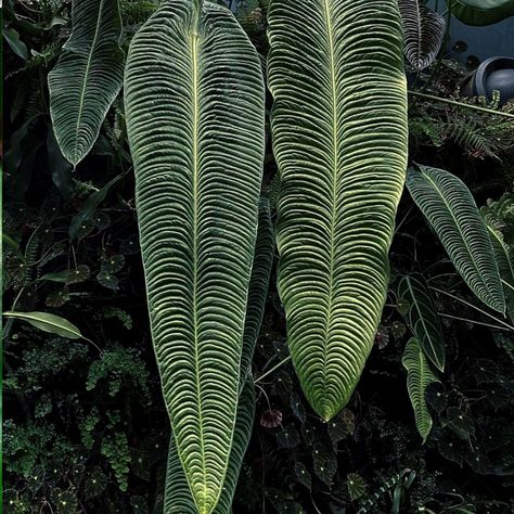 King Anthurium Plant Journal, Merritt Island, Plants Are Friends, Big Leaves, Starter Plants, Free Plants, Landscaping Company, Exotic Plants, Rare Plants