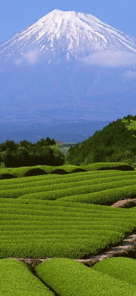 Huawei Mate 20 Pro Wallpapers Gunung Fuji, Fuji Mountain, Monte Fuji, Mont Fuji, Background Hd Wallpaper, Green Field, Kyushu, Shizuoka, Tea Garden