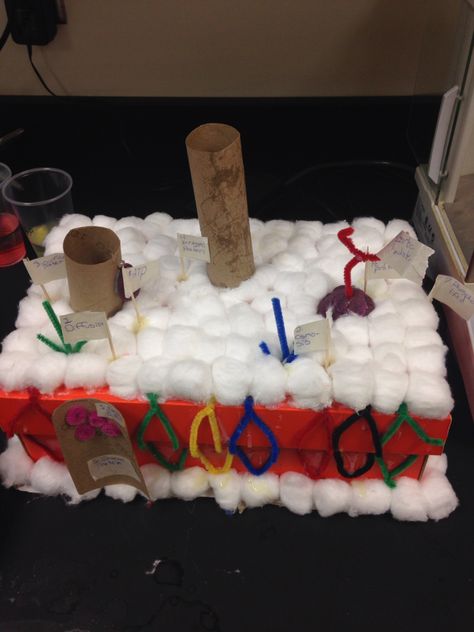 Plasma Membrane Model, Cell Membrane Model Projects, Atom Model Project, Health Science Classroom, Dna Model Project, Biology Lesson Plans, Apologia Biology, Human Body Projects, Cells Project