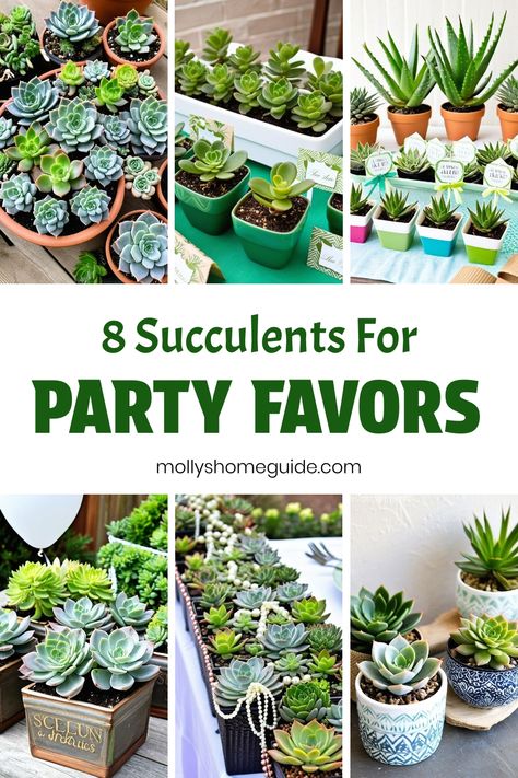 Looking for unique party favors? Consider succulents! They make great gifts and are easy to customize for any event. Whether it's a wedding, bridal shower, or birthday party, DIY succulent favors will surely impress your guests. From potted succulents to charming wrappers, there are endless ways to incorporate these green beauties into your special day. Succulent favors also double as escort cards or table decorations, adding a touch of nature to the celebration. Succulent Propagation, Birthday Party Diy, Succulent Favors, Potted Succulents, Diy Party Favors, Unique Party Favors, Propagating Succulents, Types Of Succulents, Unique Favors