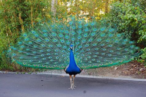 Showing off to the lady's   ( male peacocks are the ones with their feathers  out) Female Peacock, Male Peacock, Peacock Images, Peacock Wallpaper, Peacock Pictures, Most Beautiful Birds, Peacock Bird, Exotic Birds, Pretty Birds