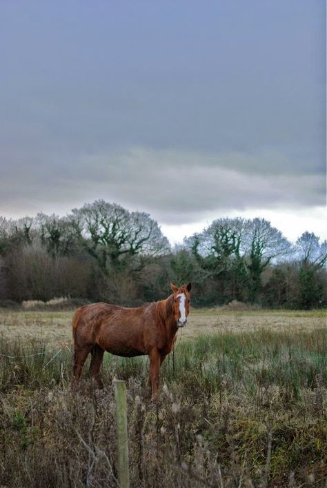 Overcast Weather, Gothic Elements, How To Simplify, Cloudy Weather, School Art Projects, Think Again, Gothic Architecture, Cloudy Day, Horse Photography