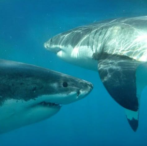 The great white sharks! What's better than seeing one great white shark? Seeing two! The challenge is to get them both in the same photo!!! Two Sharks, Silly Sharks, Sea Shark, Sea Things, Shark Stuff, Shark Pictures, Shark Bait, Marine Wildlife, Bull Shark