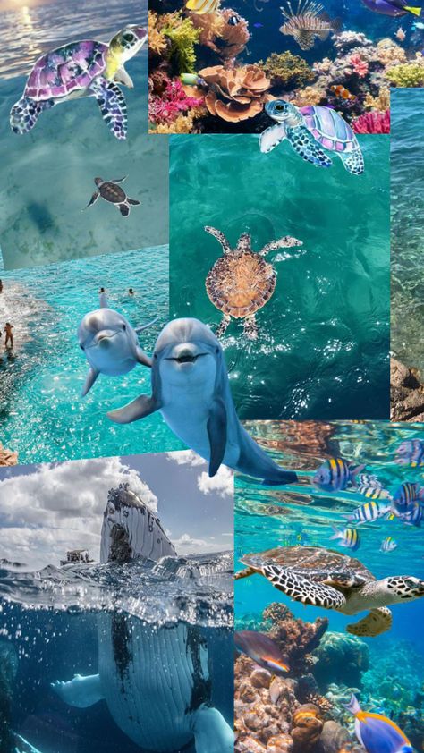 🐢 #turtle #seacreatures #collage #sea #whales Sea Turtle Collage, Turtle Collage, Water Wallpapers, Vsco Aesthetic, Underwater Life, Beach Wallpaper, Marine Biology, Sea World, Picture Collage