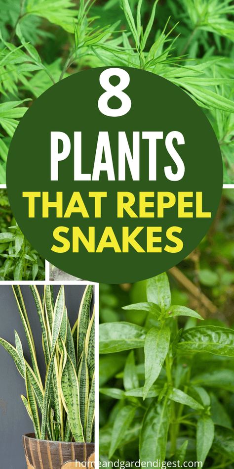 Snake Proof Garden, Plants That Repel Snakes, Snake Repelling Plants, Snake Repellant Plants, Natural Snake Repellent, Snake Repellant, Snake Repellent, Insect Repellent Plants, Plants That Repel Bugs