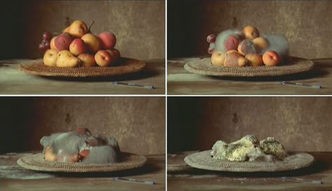 Screenshots of Sam Taylor-Johnson's Still Life. Click to watch the full video. Peter Lippmann, Rotting Fruit, Fruit Photography Ideas, Sam Taylor Wood, Rachel Ruysch, Decay Art, Sam Taylor Johnson, Wood Photography, Growth And Decay