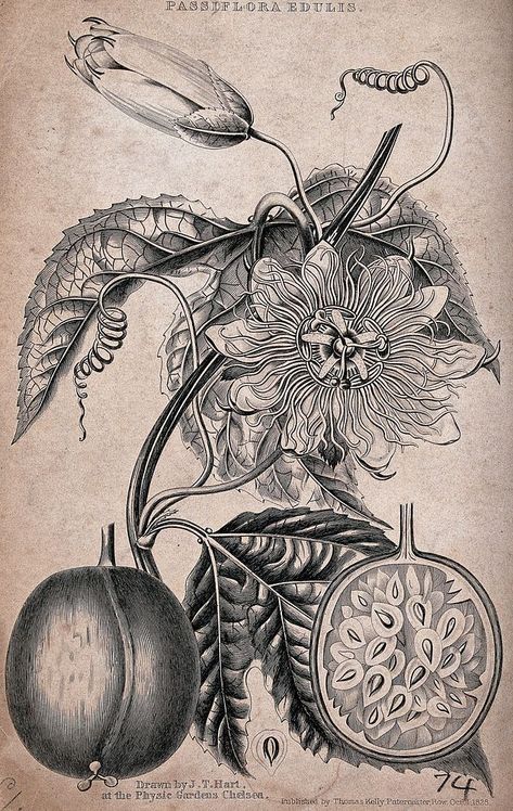 Passion fruit (Passiflora edulis): flowering stem, fruit and floral segments. Engraving with etching, c. 1828, after J. Hart. | free image by rawpixel.com Passionfruit Flower Drawing, Passion Flower Tattoo Design, Passion Fruit Tattoo Flower, Passion Fruit Flowers, Passion Fruit Flower Illustration, Passionfruit Flower Tattoo, Passion Fruit Art, Passion Fruit Flower Tattoo, Passionfruit Drawing