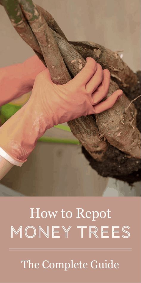 Money Tree Plant Care, Monkey Plant, Houseplant Tips, Money Tree Plant, Lucky Plant, Plant Care Houseplant, Plant Problems, Inside Plants, Indoor Plant Care