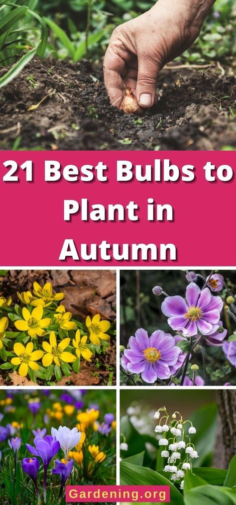 Fall is a GREAT time to plant a spring and summer flower garden. Here are the autumn bulbs you should plant in the fall. Fall Bulbs For Spring, Bulbs To Plant In Fall Zone 5, Bulbs To Plant In Fall Zone 4, Bulbs To Plant In Fall Zone 6, Fall Planted Bulbs, High Elevation Gardening, Fall Front Garden Ideas, Fall Bulbs To Plant, Perennial Bulbs To Plant In Fall