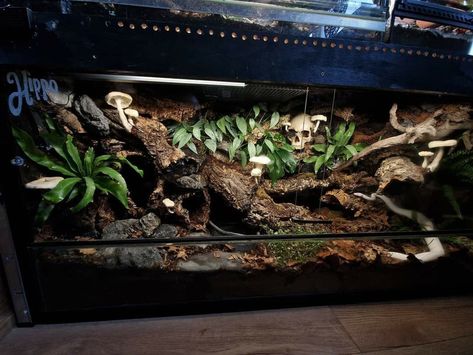 Millipede Enclosure Ideas, Snake Tank Ideas Diy, Jeweled Lacerta, Snake Vivarium, Boa Enclosure, Ball Python Bioactive Enclosure, Leopard Gecko Bioactive Tank, Snake Tank Setup Ball Python, Snake Cage Ideas