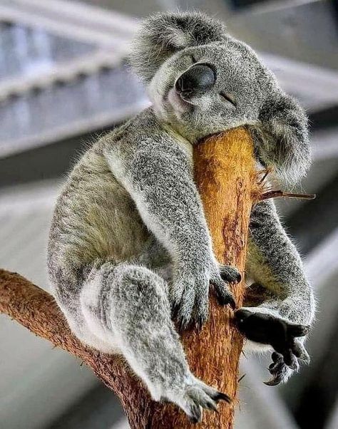 The Wombats, Australia Animals, Baby Koala, Koala Baby, Australian Animals, Cute Wild Animals, Cute Animal Pictures, Koala Bear, Animal Photo