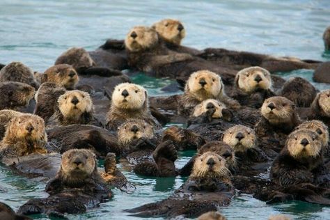 Big happy otter family Holding Hands Photo, Sea Otters Holding Hands, Otters Holding Hands, Sea Otters, Otters, Holding Hands, Water