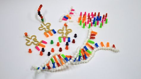 DNA Kit – This interactive kit brings the structure and composition of DNA, RNA, and proteins to the classroom in manipulative form. Built out of interlocking ball-joints, flexible nucleic acid and polypeptide models can be disassembled and reassembled with ease. Integrating RNA and amino acid components, this kit allows for hands-on exploration of DNA replication, DNA transcription, and mRNA translation. Available on our Kickstarter: http://kck.st/1zy7vAY Dna Transcription, Dna Project, Biology Projects, Stem Curriculum, Dna Replication, Writing Curriculum, 3d Printing Industry, Stem Kits, Nucleic Acid