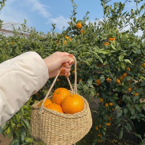 Fresh Fruit Aesthetic, Orange Summer Aesthetic, Fruit Outfits, Summer Aesthetic Outfit, Orange Farm, Fruit Aesthetic, Farm Day, Fruit Orange, Food Summer