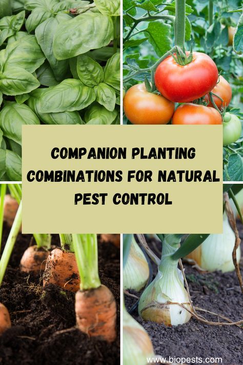 Discover the best companion planting combinations to keep pests at bay in your garden! From marigolds and tomatoes to basil and peppers, these natural pest control methods will help your plants thrive. Start implementing these strategies today for a healthier, happier garden. #companionplanting #naturalpestcontrol Planting Marigolds, Planting Combinations, Harmful Insects, Organic Pest Control, Attracting Beneficial Insects, Natural Pest Control, Thriving Garden, Plant Diseases, Natural Insect Repellant