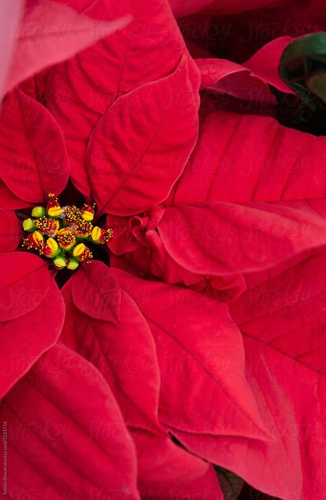 Poinsettia Photography, Red Poinsettia, Flower Photos, Flowers Photography, My Flower, Poinsettia, Free Stock Photos, Close Up, Royalty Free Stock Photos