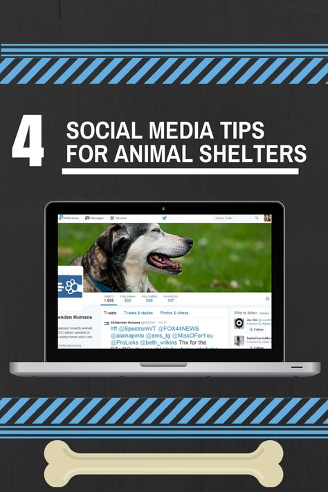 Dog Rescue Social Media, Animal Rescue Social Media, Animal Shelter Social Media Ideas, Animal Shelter Social Media, Events In March, Shelter Ideas, Animal Rescue Center, Animal Shelters, Digital Strategy