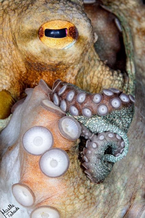 Octopus up close. Photo: Maëlle Tabaste. Octopus Reference, Octopus Eye, Octopus Photography, Octopus Eyes, Sea Surface, Animal Eyes, Eye Close Up, Big Things, Close Up Photos