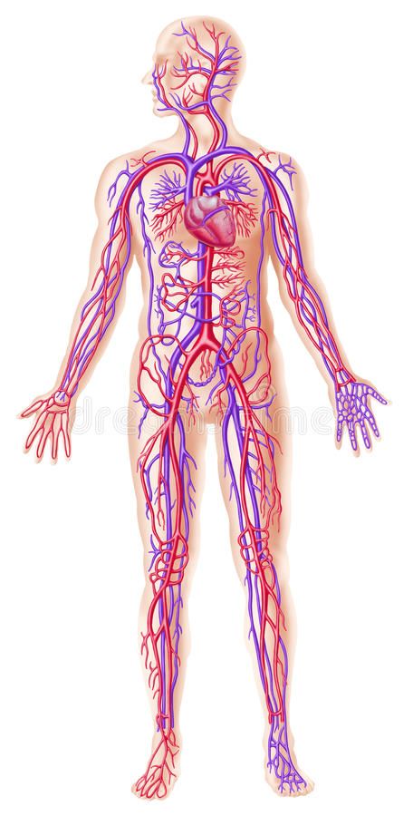 Human circolatory system cross section. Human circolatory system. Detailed cutaw , #Ad, #system, #cross, #Human, #circolatory, #cutaway #ad Human Circulatory System, Low Sodium Recipes Blood Pressure, Whole Body Vibration, Blood Pressure Chart, Reducing High Blood Pressure, Normal Blood Pressure, Poor Circulation, Circulatory System, Cardiovascular System