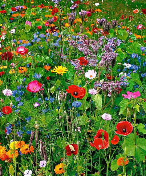 This is just the sort of garden that hummingbirds and butterflies will flock to Pictures Of Spring Flowers, Wildflower Garden, Pola Sulam, Garden Pictures, Wildflower Seeds, Flower Field, Dream Garden, Flower Pictures, Garden And Yard