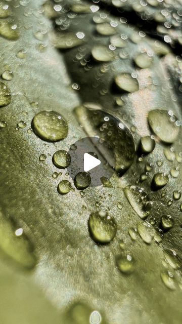 iPhone Photography School on Instagram: "Did your know about this iPhone camera feature? Let us show  you how to make the most out of it! 🤝

Tap the link in BIO for more iPhone photography tips! 📲

#iphonephotography #iphonephoto #shotoniphone #iphonecamera #photographytips #macromode #macrophotography" Iphone Photography Tips, Macro Photography Tips, Ipad Tips, Photography Hacks, Photography School, Phone Hacks, Iphone Hacks, School Photography, Iphone Camera