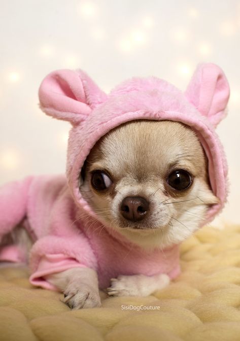 Chihuahua Outfits, Pink Chihuahua, Chihuahua Dress, Girl Dog Clothes, Dogs Clothes, Chihuahua Clothes, Kid Life, Adorable Puppies, Dog Clothing