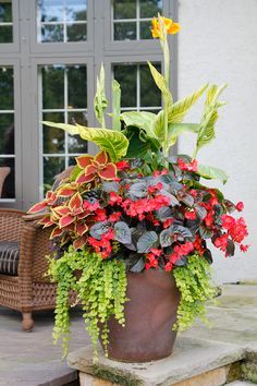 Canna Lily Container, Lysimachia Nummularia, Diy Container Gardening, Canna Lily, Container Garden Design, Planting Ideas, Container Gardening Flowers, Gardening Flowers, Outdoor Planter