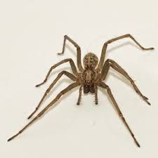 even this picture scares me Giant House Spider, Giant House, Spider Control, Poisonous Spiders, Arachnids Spiders, Types Of Spiders, Get Rid Of Spiders, House Spider, Big Spiders