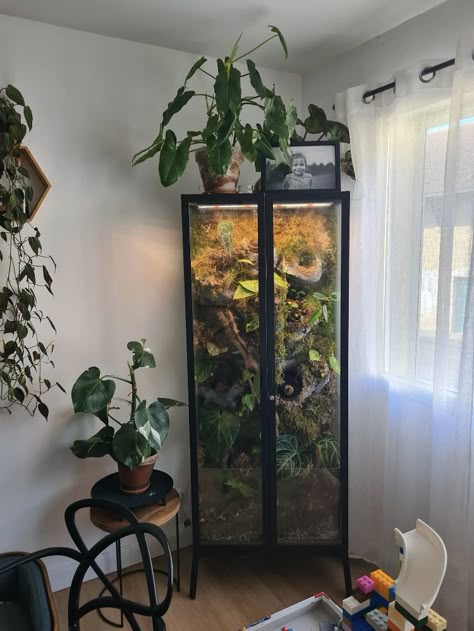 Terrarium Room Ideas, Stick Insect Terrarium, Glass Cabinet Terrarium, Plant Enclosure, Vertical Terrarium, Cabinet Terrarium, Terrarium Cabinet, Tree Frog Terrarium, Greenhouse Cabinet