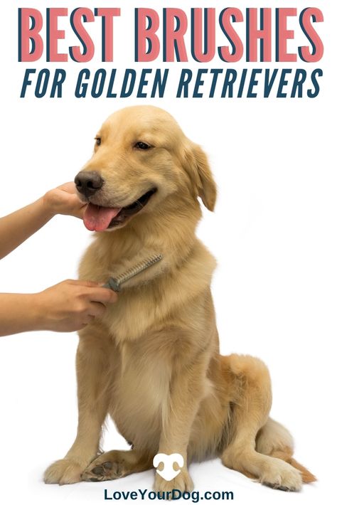 How To Groom A Golden Retriever At Home, Golden Retriever Haircut Styles, Grooming Golden Retriever, Shaved Golden Retriever, Golden Retriever Haircut, Golden Retriever Grooming, Golden Retriever Breed, Pet Corner, Best Brushes