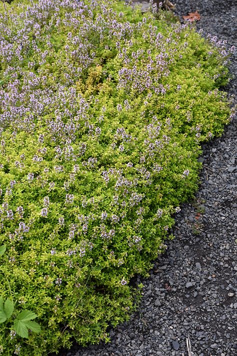 Golden Lemon Thyme (Thymus x citriodorus 'Aureus') at The Growing Place Thymus Pseudolanuginosus, Flowering Thyme, Thymus Citriodorus, Floor Garden, Thymus Gland, Winnetka Illinois, Wheaton Illinois, Garden Border Edging, Thyme Flower