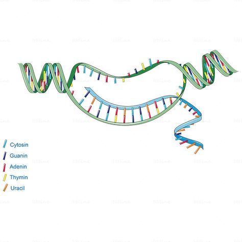 DNA RNA Transcription vector, Transcription, Cytosin, Guanin, Adenin, Thymin, Uracil, vector Rna Transcription, Dna Transcription, Random Reference, Biology Notes, Colon Cleanse, Transcription, Biology, Quick Saves