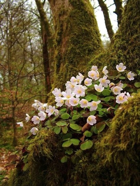 Content in a Cottage: Beautiful Wildflowers for April Oxalis Acetosella, Flowers Growing, Inspiration Tattoos, Have Inspiration, The Secret Garden, Woodland Garden, Forest Flowers, Tree Stump, Alam Yang Indah