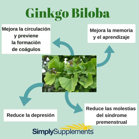 Ginko Biloba, Ginkgo Biloba, Heart Health, Medicinal Plants, Brain Health, Natural Remedies, Medicine, Health And Beauty, Essence