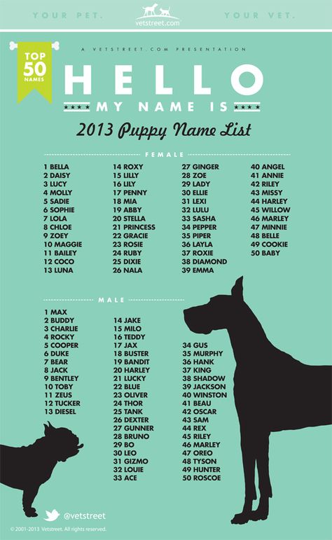 Looking for great names for dogs? Check out these tips, top names list and resources to help you find the perfect name for your new dog. Top Dog Names, Dogs Names List, Most Popular Dog Names, Popular Dog Names, Cute Names For Dogs, Dog Things, Boxer Puppy, Puppy Names, Name List