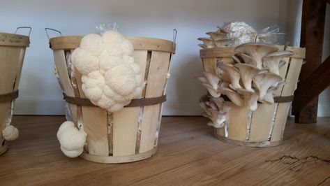 Mushroom Growing Diy, How To Grow Lions Mane Mushrooms, How To Grow Lions Mane Mushrooms At Home, Growing Lions Mane Mushrooms, Dehydrating Lions Mane Mushrooms, Growing Lions Mane Mushrooms At Home, Lions Mane Mushroom Growing, How To Build A Mushroom Grow Room, Grow Lions Mane Mushroom