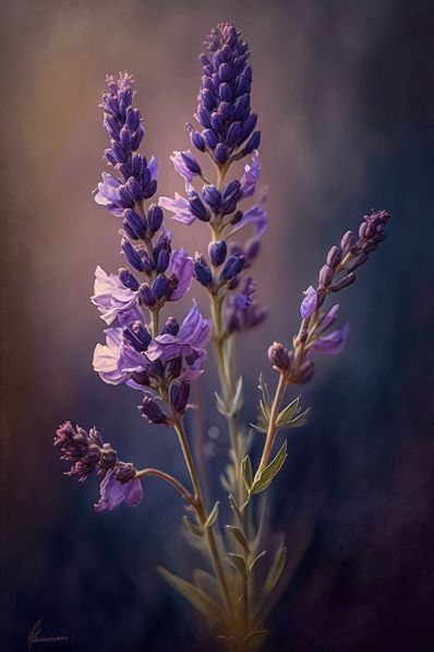 802a0577baaed057e19c78ead5177444 Close-up of vibrant purple lavender flowers in bloom against a blurred, moody background. | Sky Rye Design Herb Display, Moody Background, Diy Interior Design Projects, Growing Marigolds, Attract Luck, Background Sky, Growing Sunflowers, Lavender Benefits, Flowers In Bloom