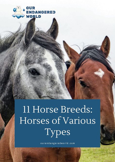 What types of horses are there in the world? Get answers to these questions and more in our detailed horse breeds article. Big Hearts, Types Of Horses, Big Animals, Horse Breeds, Big Heart, Different Types, Horses, The World, Animals