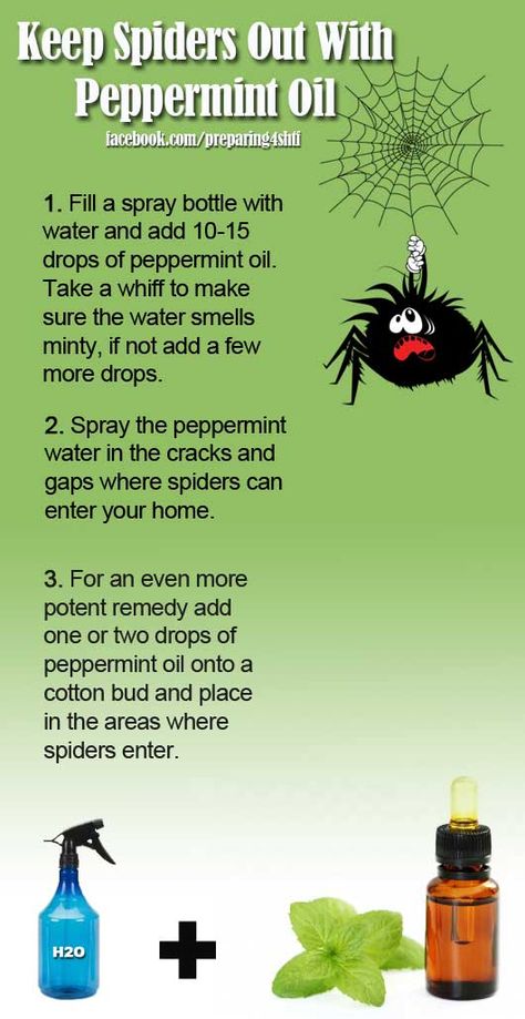 Faire fuir les araignées ! Natural Spider Repellant, Peppermint Water, Spider Spray, Spiders Repellent, Get Rid Of Spiders, Peppermint Oil, Household Cleaning Tips, Oil Uses, Essential Oil Recipes