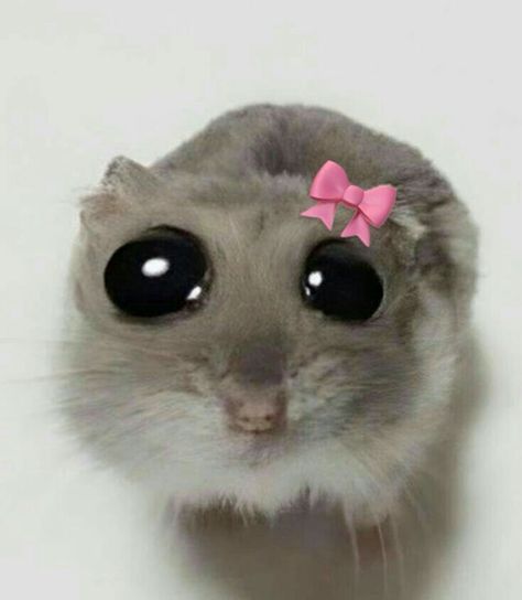 Cute Tik Tok Pfp, Pp Tik Tok, Cute Pfp Icons Animal Cartoon, Tiktok Pfp Ideas Girly, Fotos Para Tiktok, Pfp Tiktok, Bedroom Inspiration Cozy, Cute Hamsters, Wow Art