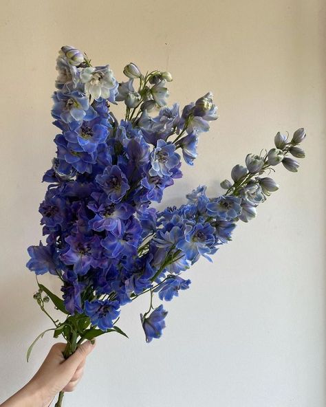 Delphinium Flower Aesthetic, Flower Delphinium, Delphinium Flower, Delphinium Flowers, Blue Delphinium, Flower Therapy, May Flowers, Delphinium, Blooming Flowers